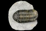 Bargain, Boeckops Trilobite - Nice Eye Facets #154806-2